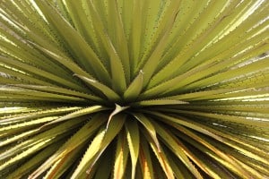 Hojas puya