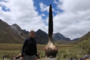 Puya raimondii tronco