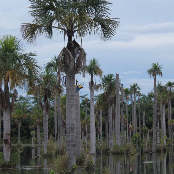 Parece que algunas palmeras eran mejores que otras, porque constantemente los guacamayos se peleaban por posarse en el tronco más concurrido