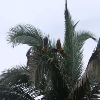 Había tantos guacamayos, que resultó “hasta“ fácil capturar imágenes así, donde parece que sea la misma ave en movimiento