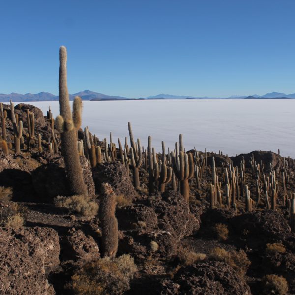 La isla Incahuasi está repleto de cactus de diferentes tamaños