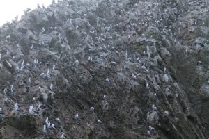 Aves guaneras