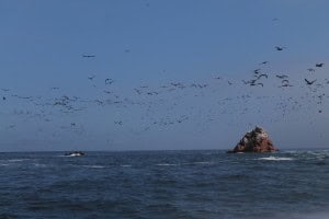 Aves volando