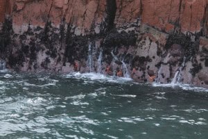Estrellas de mar