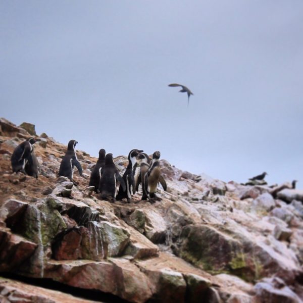 Era la primera vez en nuestra vida que veíamos pingüinos en su habitat natural