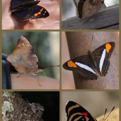 Del montón de diferentes mariposas que vimos, pudimos fotografiar éstas