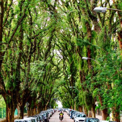 Aunque el arco de los árboles es hermoso, la calle más bonita del mundo sea un poco demasiado