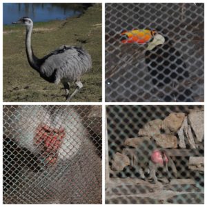 También hay una pajarera, con más animales aparte de pájaros, como este mono de culo tan extraño. ¡Una pena verlos enjaulados!