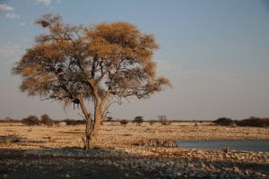 Etosha