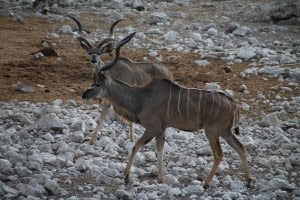 Kudu