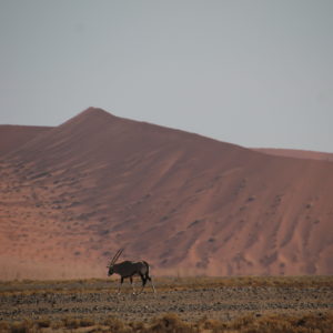 La estampa del oryx con un paisaje tan particular nos pareció precioso