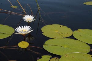 Nenúfares