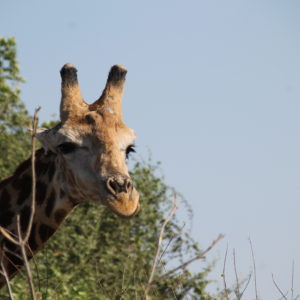 Nos encantan las pestañas de esta jirafa