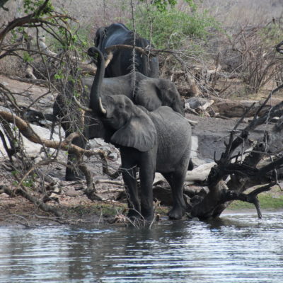 Vimos elefantes al borde del rio al principio del recorrido