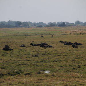 Las manadas de búfalos se podía ver desde bien lejos