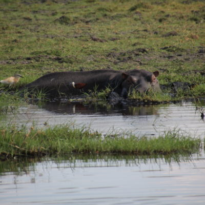 Un hipopótamo sumergido ya tiene un tamaño considerable