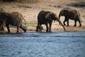 Bebe de elefante