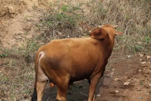 Vaca jorobada