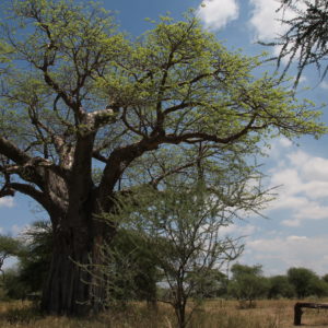 El baobab es muy típico de Tanzania y también se lo conoce como el árbol del revés, porque cuando no tiene hojas sus ramas parecen raíces