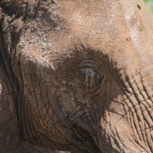 La longitud de pestañas de este elefante nos dejó alucinando