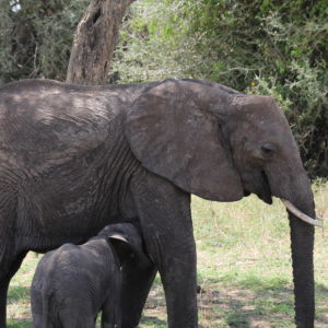 El elefante es de los pocos mamíferos que tienen los pechos entre las patas delanteras