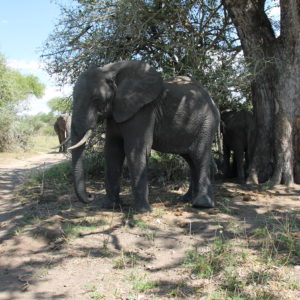 ¿Veis lo cerca que está la pista para coches de este elefante? ¡Pues por ahí pasamos y así de cerca lo vimos!