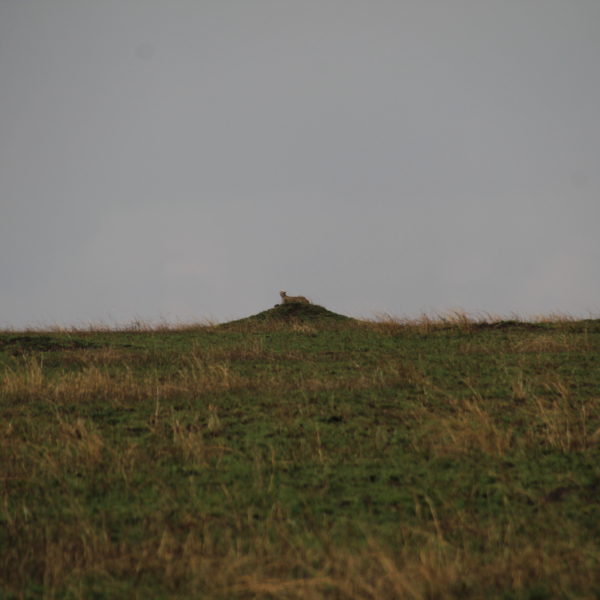 ¿Veis la silueta del guepardo sobre el montículo?