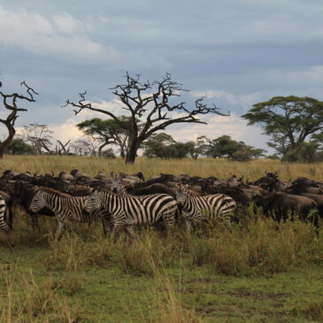Safari en Tanzania (días 431-437)