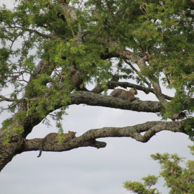Dos leopardos, madre e hijo, descansan plácidamente en las ramas de un árbol