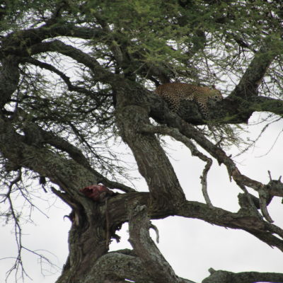 ¿Podéis ver la presa (medio comida) que ha subido el leopardo al árbol?