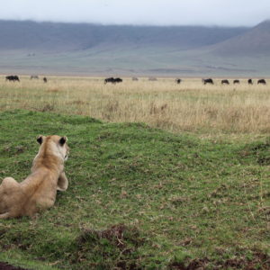 Una leona mira la manada de ñus que pasta tranquilamente, pero no tiene ninguna intención de atacarlos