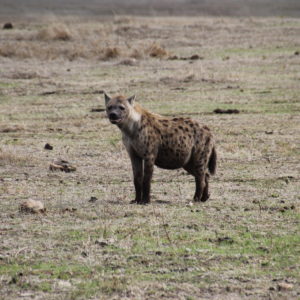 ¿Una hiena embarazada o con la tripa bien llena?