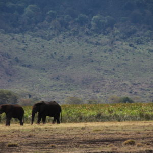 El cementerio de elefantes existe y es el sitio con hierba y tierras blandas donde van los elefantes viejos