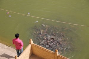 Peces
