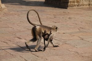 Monos