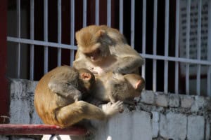 Monos