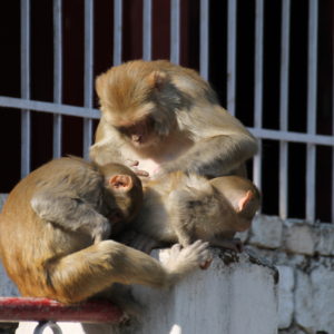 Es muy fácil encontrarse con monos por todo el pueblo, pero por suerte no son agresivos