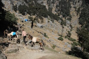 Burros