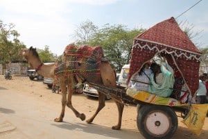 Camellos