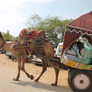 La mayoría de gente que usaba estos carros de camellos eran indios, sorprendentemente