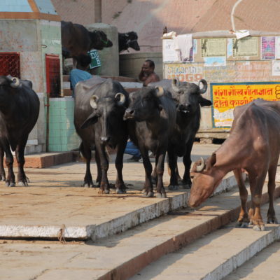 Como no podía ser de otra manera, en los ghats no faltan tampoco las vacas y los búfalos