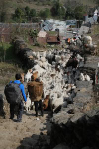Cabras
