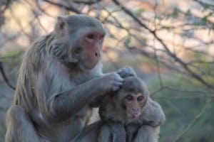 Monos
