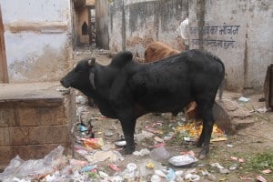 Vaca jorobada
