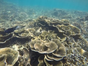 Coral