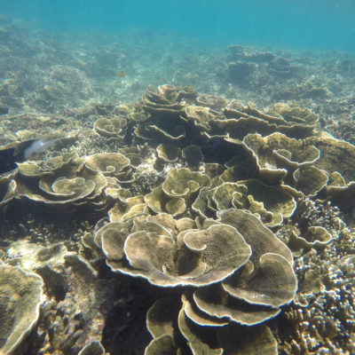 El coral tiene miles de formas diferentes, como este en forma de flor