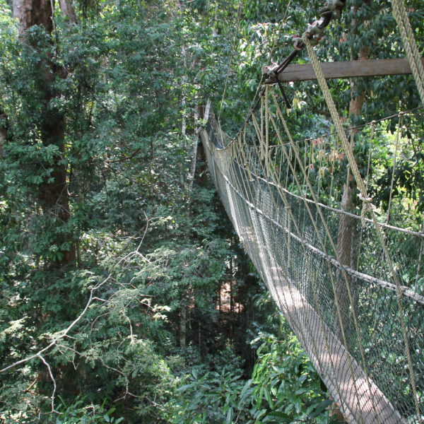 El canopy son estos puentes colgantes a bastante altura del suelo que recorren una minúscula parte del parque