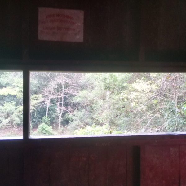 Nuestra ventana para espiar la vida salvaje del parque