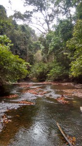 Riachuelo