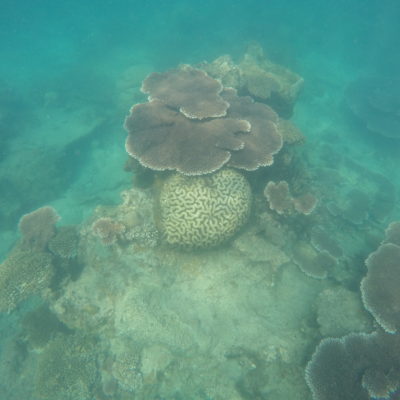 ¿Y que decis de estos corales que parecen un cerebro?